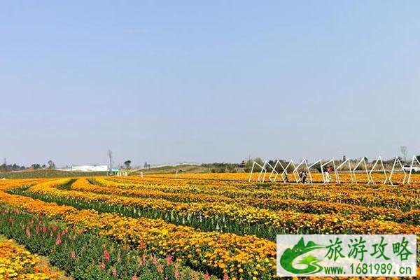 蔚然花海景区2月29日恢复开放