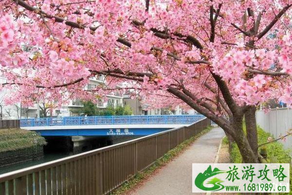 2020日本赏樱花最佳地点和时间 2020日本赏樱花最佳地点和时间