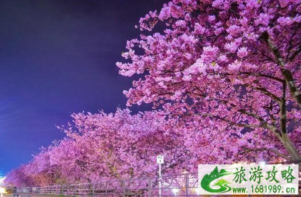 2020日本赏樱花最佳地点和时间 2020日本赏樱花最佳地点和时间