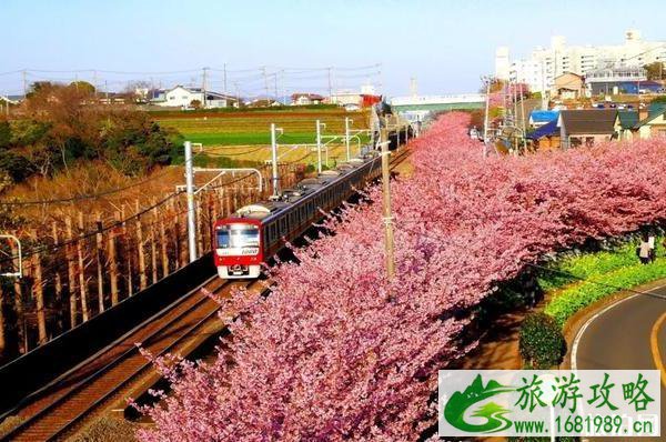 2020日本赏樱花最佳地点和时间 2020日本赏樱花最佳地点和时间