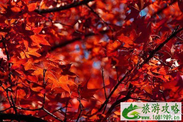现在去香山公园人多吗 现在去香山公园人多吗