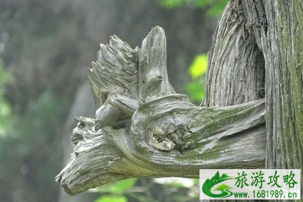 汉光武帝陵景区恢复开放