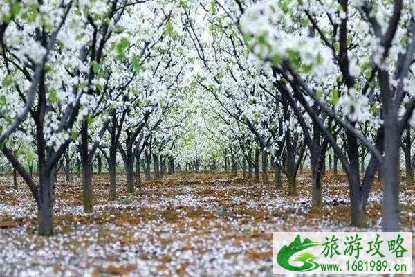 赵县梨花赏花地点 梨花最佳观赏时间