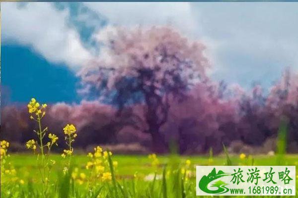 林芝桃花在什么地方看和观赏攻略