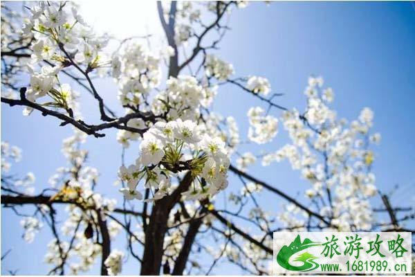 金川梨花节几月份举办 金川梨花节几月份举办