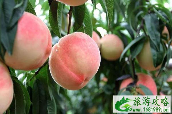 无锡田园东方蜜桃村好玩吗 门票多少钱
