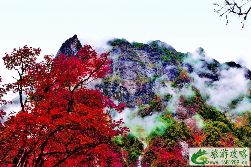 川西红叶最佳时间 川西哪里可以看枫叶 川西红叶最佳时间 川西哪里可以看枫叶