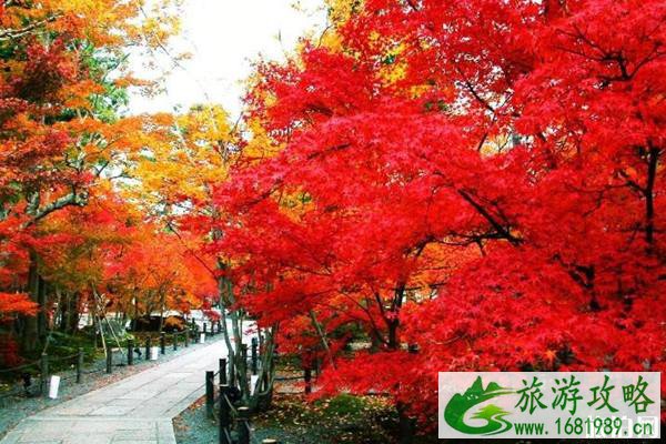 川西红叶最佳时间 川西哪里可以看枫叶 川西红叶最佳时间 川西哪里可以看枫叶