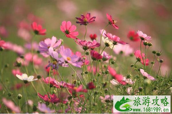 江阴红豆村百花园门票价格