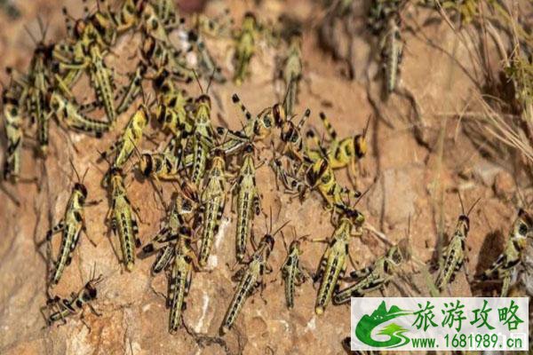 中国现在有蝗灾吗 蝗灾形成的原因