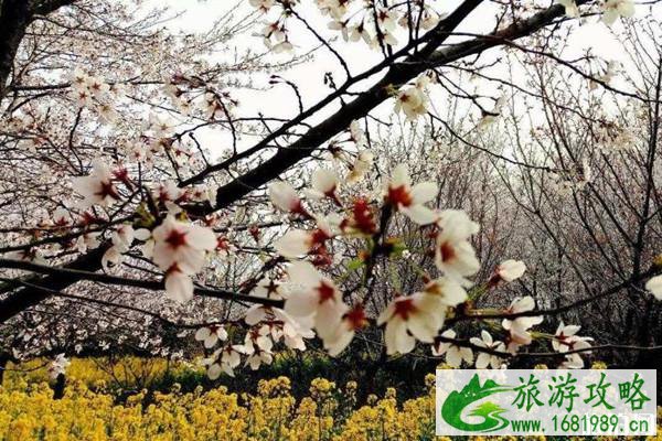 清明节赏花去哪里 清明节赏花去哪里