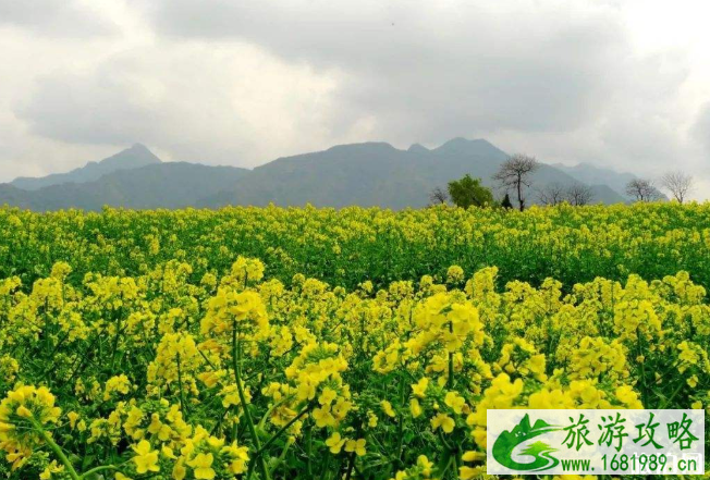 清明节赏花去哪里 清明节赏花去哪里