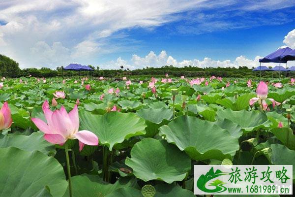 南沙湿地公园对全体医护人员免费开放 南沙湿地公园对全体医护人员免费开放