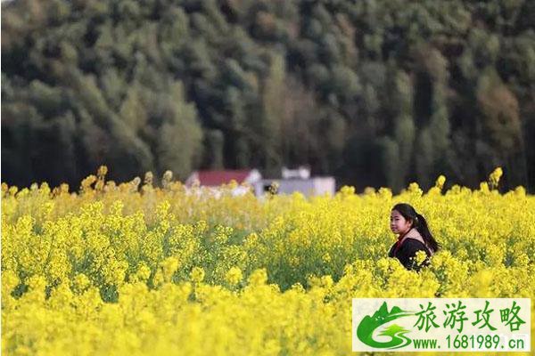 乐清春季赏花景点推荐