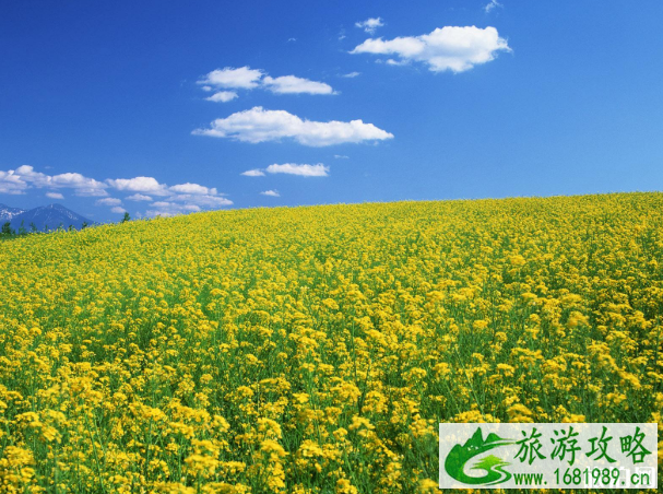 2020南京高淳油菜花节时间地点及交通指南
