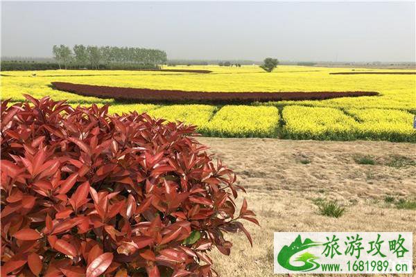 南京永宁河岸花海油菜花几月开 南京永宁河岸花海油菜花几月开
