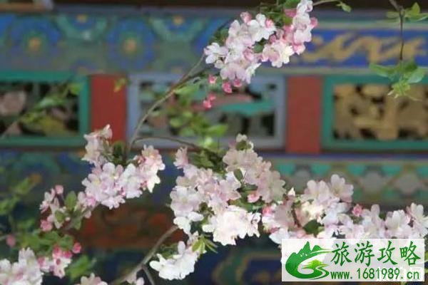 春季河北赏花的旅游景点推荐 春季河北赏花的旅游景点推荐