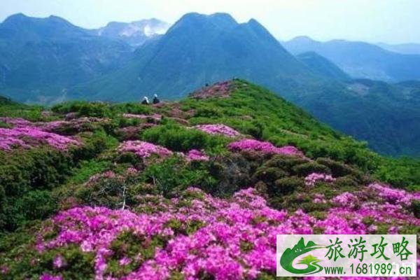 春季河北赏花的旅游景点推荐 春季河北赏花的旅游景点推荐