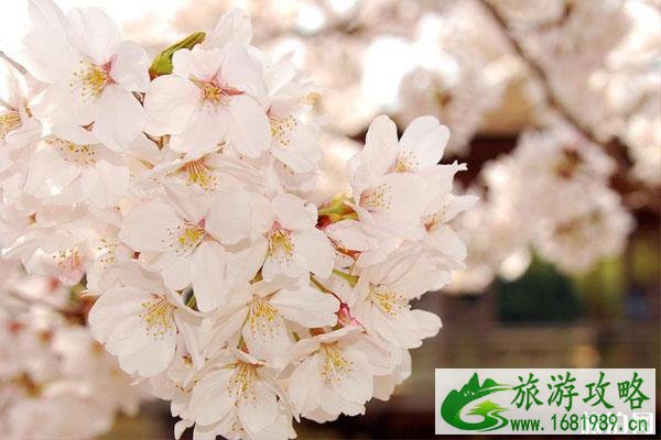 南京哪里看樱花最好