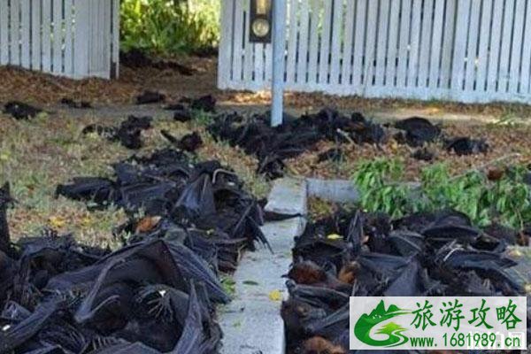 大量蝙蝠涌入澳大利亚城镇 还能旅游吗