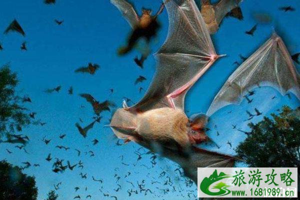大量蝙蝠涌入澳大利亚城镇 还能旅游吗