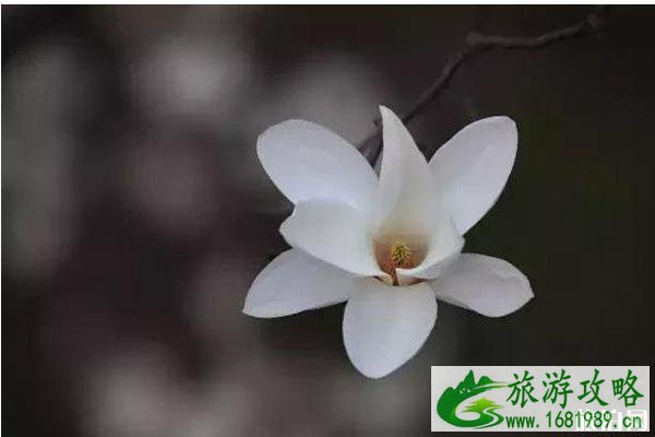 连云港春季赏花攻略 连云港春季赏花攻略