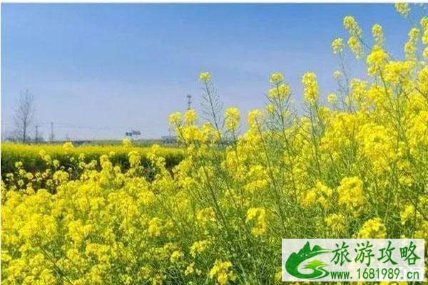 连云港春季赏花攻略 连云港春季赏花攻略