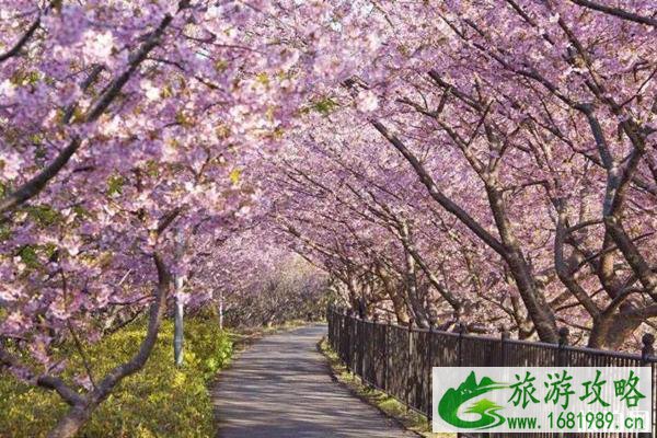 3月份去日本有樱花看吗 日本樱花观赏月份和地点推荐