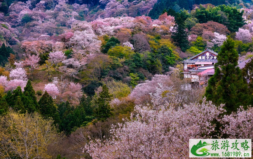 3月份去日本有樱花看吗 日本樱花观赏月份和地点推荐