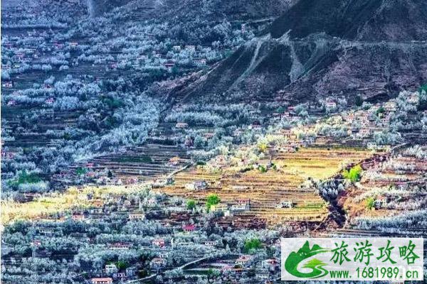 春季去哪里赏花 春季赏花景点推荐