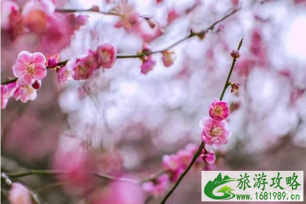 在广州哪里可以看梅花 门票和地址和交通 在广州哪里可以看梅花 门票和地址和交通