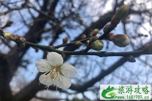 2020世纪公园赏梅游园会活动攻略 2020世纪公园赏梅游园会活动攻略