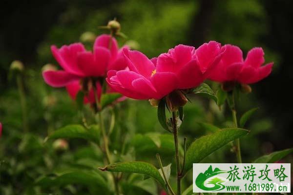 2020年北京春节哪些地方举行花展 时间-地点-门票