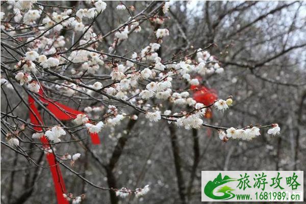 2020荔波梅花节什么时候举办 在哪里举办和门票多少钱