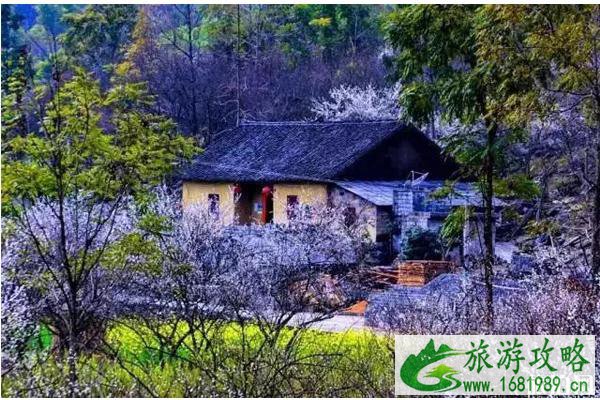 2020荔波梅花节什么时候举办 在哪里举办和门票多少钱