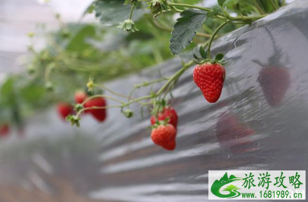 2020天宫庄园什么时候可以摘草莓 门票+注意事项