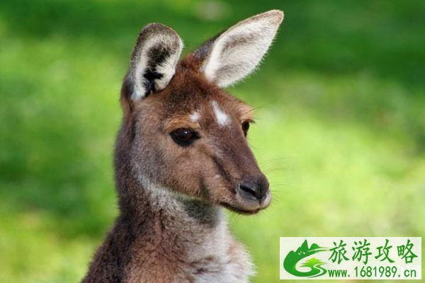 2020澳大利亚哪里可以看到袋鼠