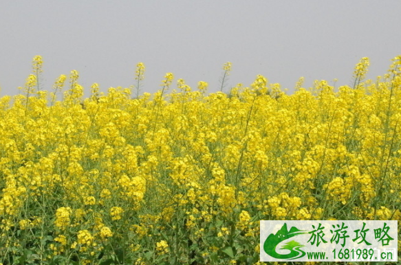 2020东莞桥头油菜花节 时间+地点