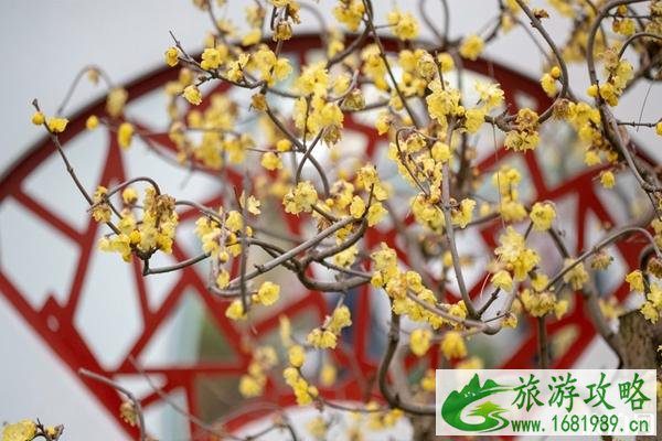 2020鄢陵蜡梅梅花文化节时间+地点+活动介绍