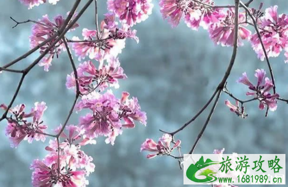 2020年广州有哪些赏花圣地