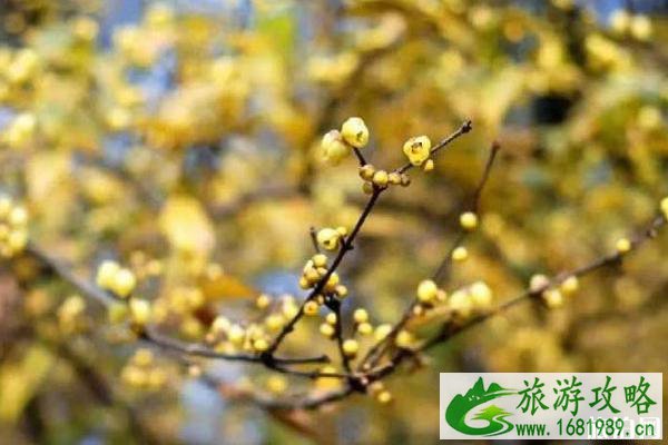 2020北碚静观腊梅开了吗 北碚静观腊梅观赏攻略 2020北碚静观腊梅开了吗 北碚静观腊梅观赏攻略