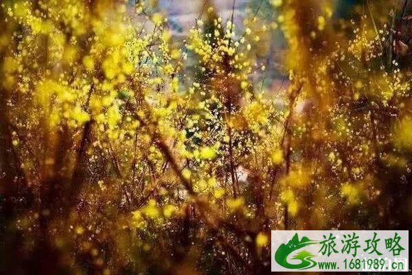 2020北碚静观腊梅开了吗 北碚静观腊梅观赏攻略 2020北碚静观腊梅开了吗 北碚静观腊梅观赏攻略