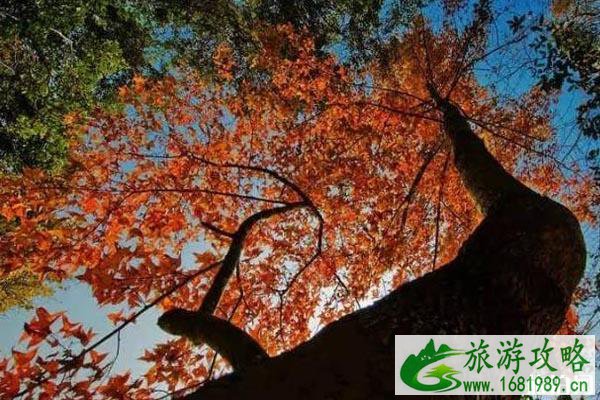 2022从化流溪国家森林公园梅花节时间+地点+交通+介绍 2022从化流溪国家森林公园梅花节时间+地点+交通+介绍