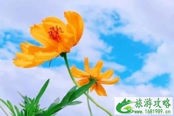 陆河花海在哪里 陆河花海介绍 陆河花海在哪里 陆河花海介绍