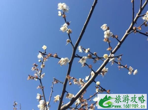 陆河花海在哪里 陆河花海介绍 陆河花海在哪里 陆河花海介绍