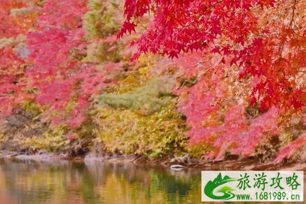 日本南伊奈湖红叶攻略 日本南伊奈湖介绍 日本南伊奈湖红叶攻略 日本南伊奈湖介绍