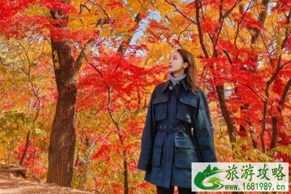 首尔红叶2022最新消息 首尔红叶2022最新消息