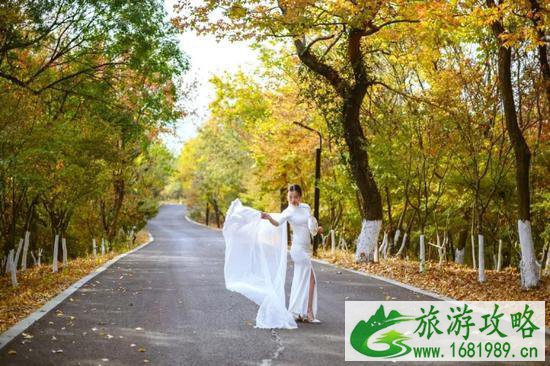 2022南京栖霞山枫叶观赏攻略 2022南京栖霞山枫叶观赏攻略