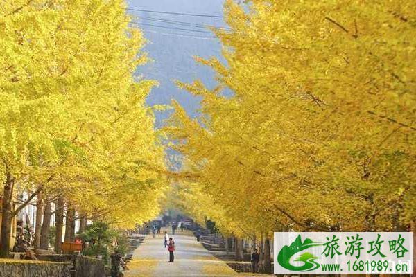 韶关南雄银杏旅游攻略 韶关南雄银杏2022