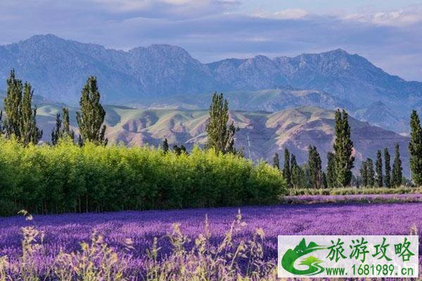伊犁解忧公主薰衣草园什么时候最好看（门票+交通）